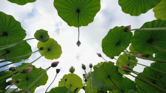 水中荷花绽放
