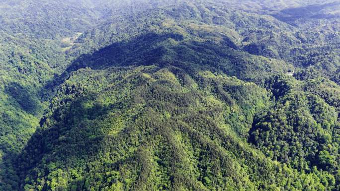 贵州狮子岩原始森林奇观