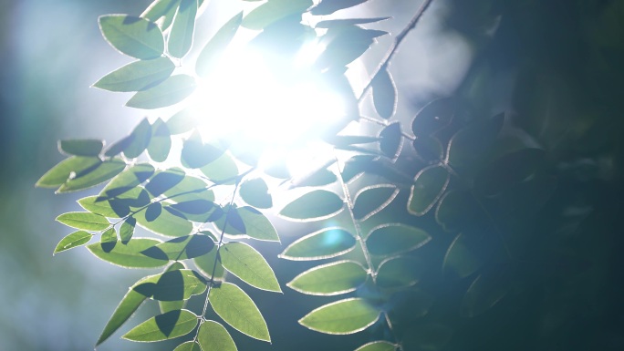 阳光穿透树叶的光斑夏日阳光