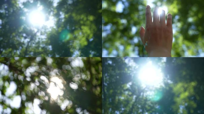 阳光穿透树叶的唯美瞬间夏天阳光树叶光晕