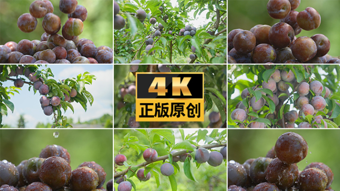 水果李子新鲜水果成熟的果实绿色水果采摘