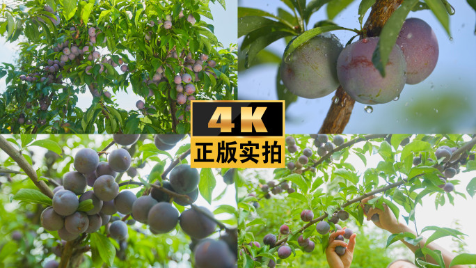 水果李子新鲜水果成熟的果实绿色水果采摘