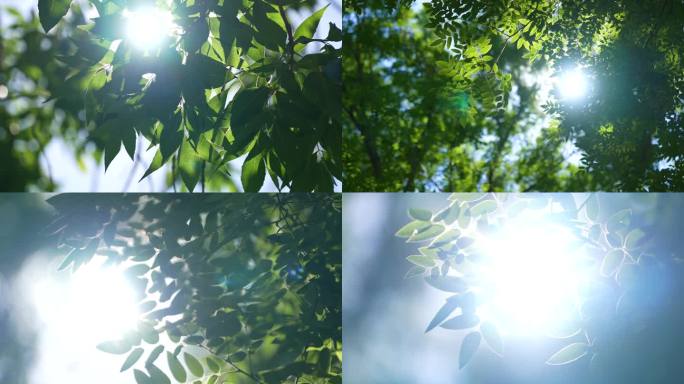 阳光树荫光影阳光树叶逆光树叶光影光斑小暑