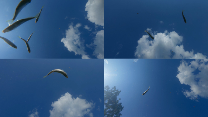 水下仰拍鱼群与蓝天白云