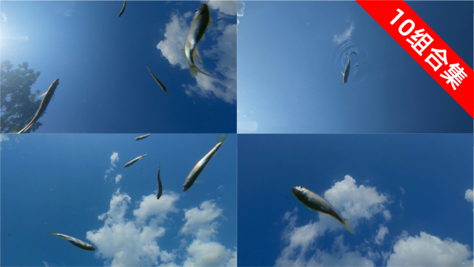 水下仰拍鱼群与蓝天白云