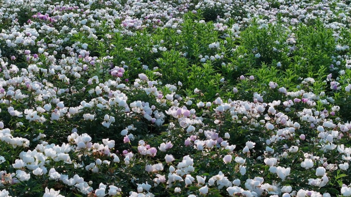 牙克石农业中草药种植芍药田