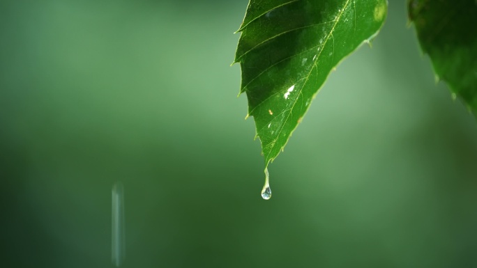 下雨天雨后初晴雨水雨滴水滴的自然景象