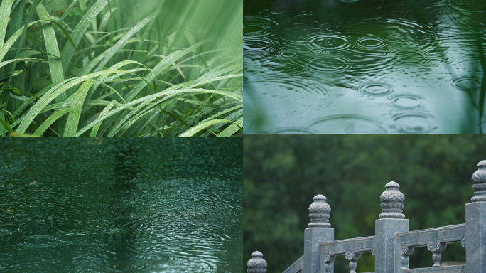 4K下雨天雨滴雨水滴水水珠雨后谷雨春天