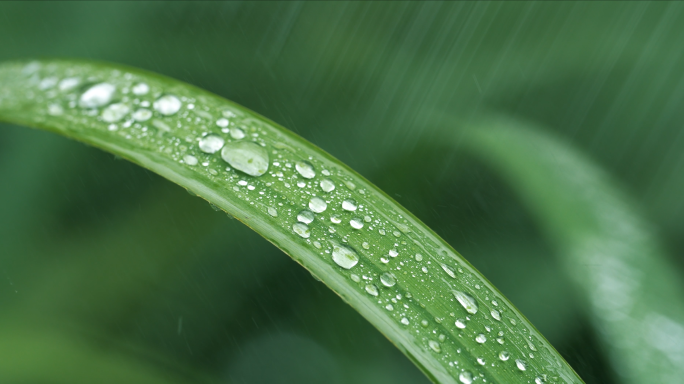 4K下雨天雨滴雨水滴水水珠雨后谷雨春天