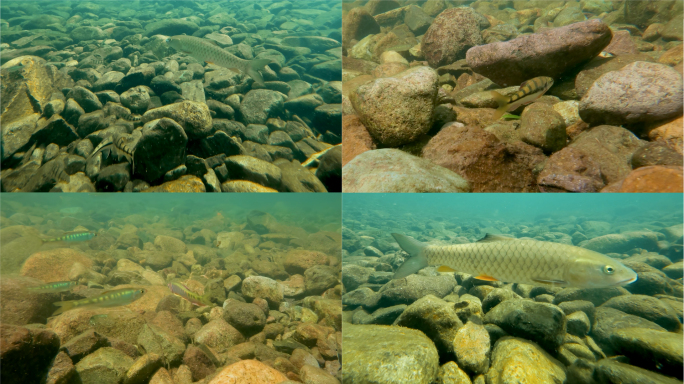 镜头跟随溪水下各类淡水鱼的游动