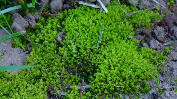 苔藓 60帧 青苔