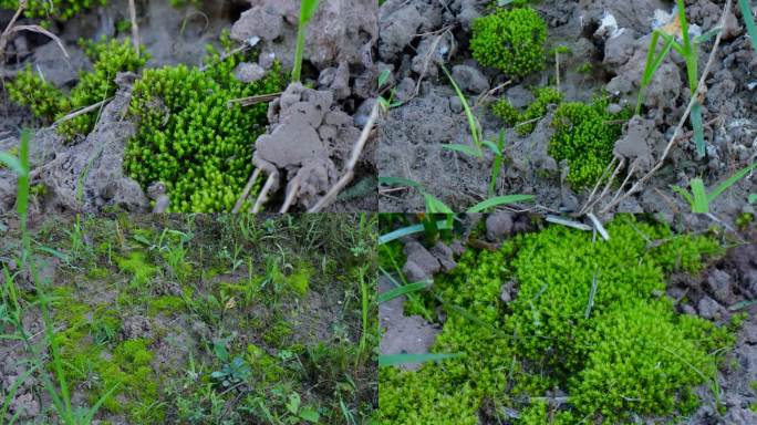 苔藓 60帧 青苔