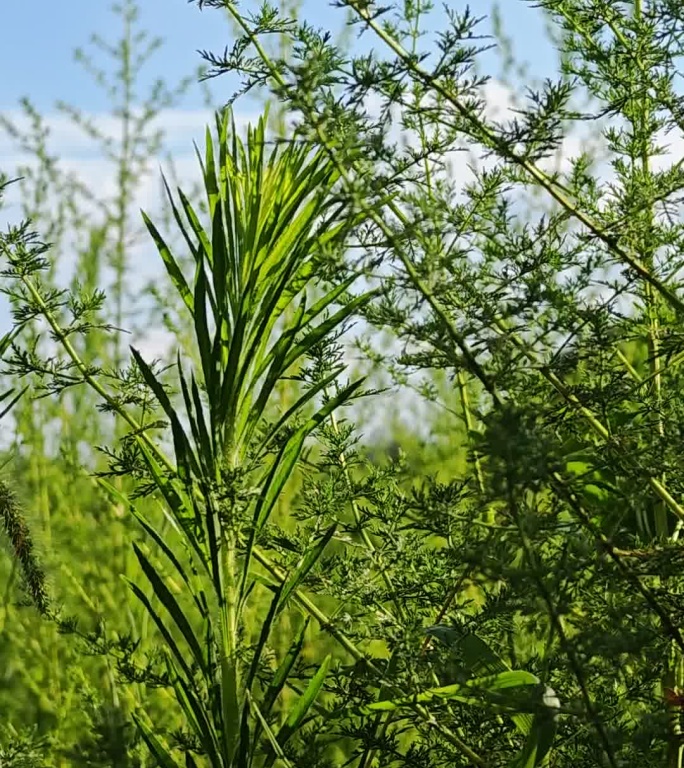 生机勃勃的绿色植物