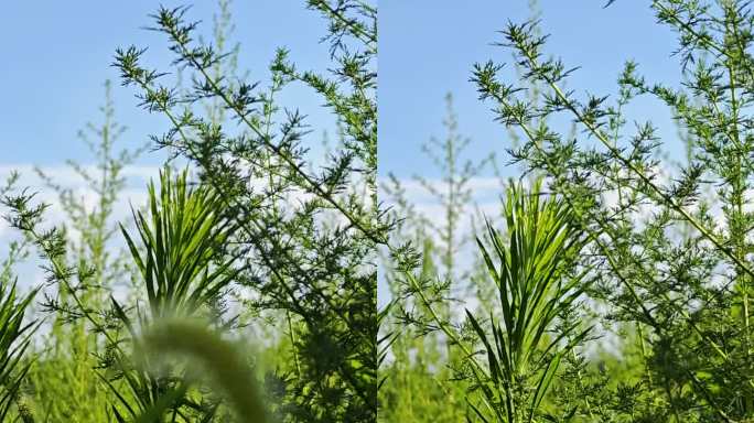 生机勃勃的绿色植物