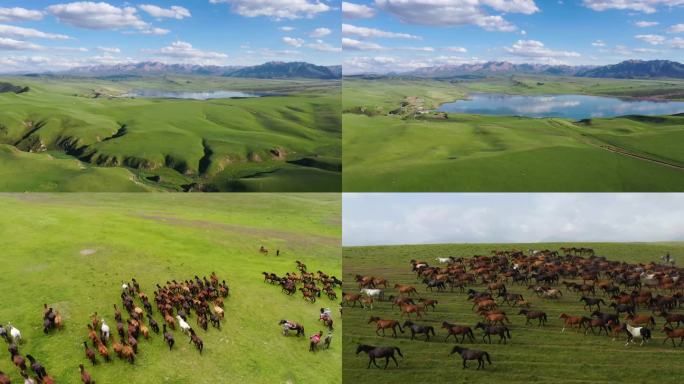 祁连山军马场 万马奔腾