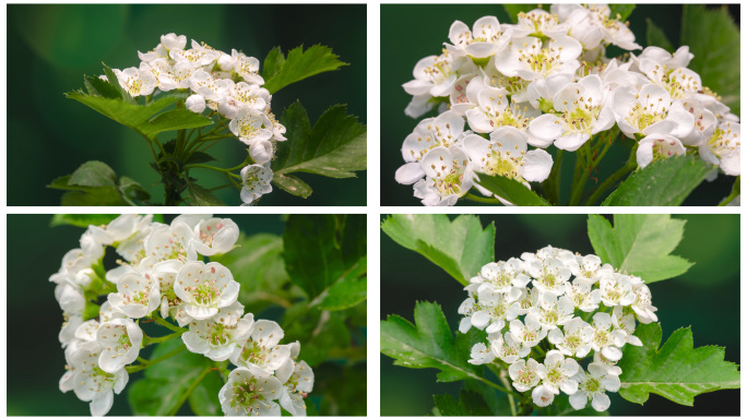 4K山楂花花开延时合集4组