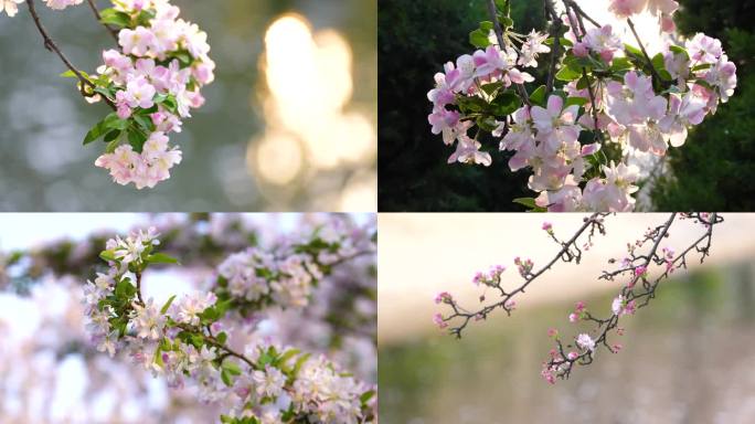 4K海棠花开