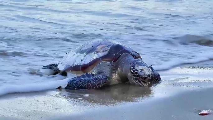 海滩死亡的海龟 海洋污染 海滩救助海龟