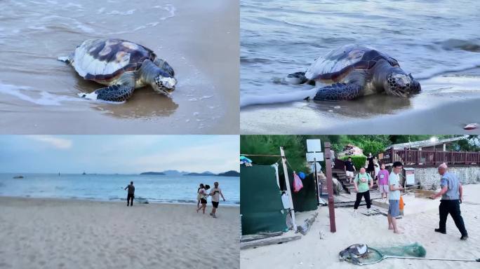 海滩死亡的海龟 海洋污染 海滩救助海龟