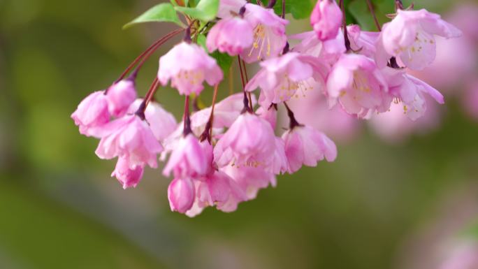 春日樱花山间烂漫花开