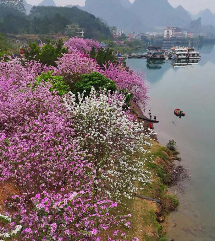 竖版4K广西大化红水河百里画廊紫荆花