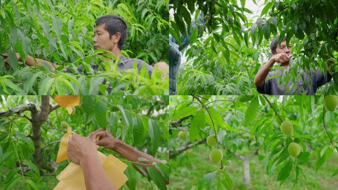 【4k】农民修剪桃树套袋