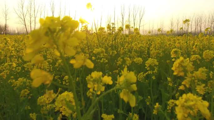 4K航拍油菜花田夕阳暖阳初春春种田园播撒