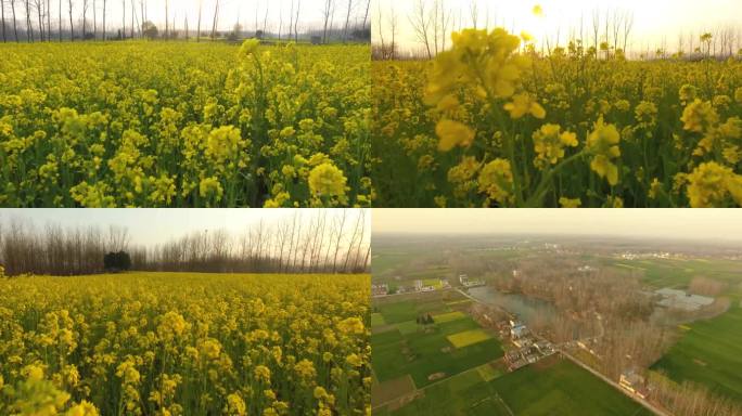 4K航拍油菜花田夕阳暖阳初春春种田园播撒