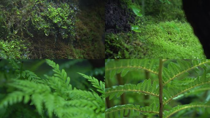 热带雨林苔藓蕨类植物