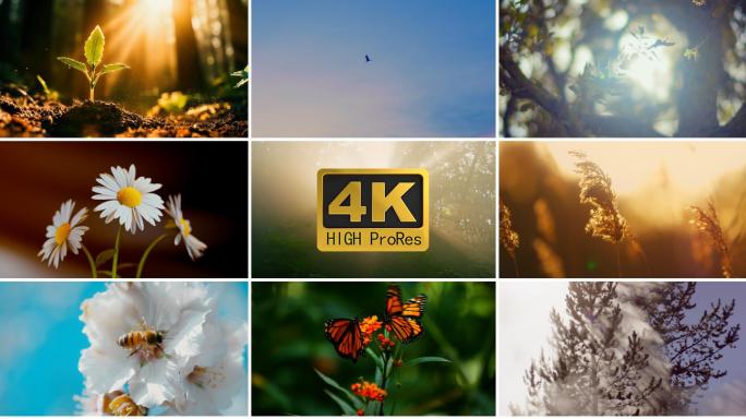 自然生命活力万物生长 生机盎然飞鸟蝶舞