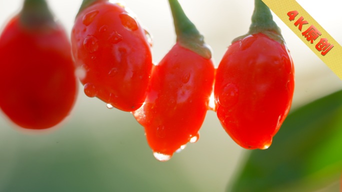 宁夏枸杞唯美生长空镜 枸杞落水 爆浆