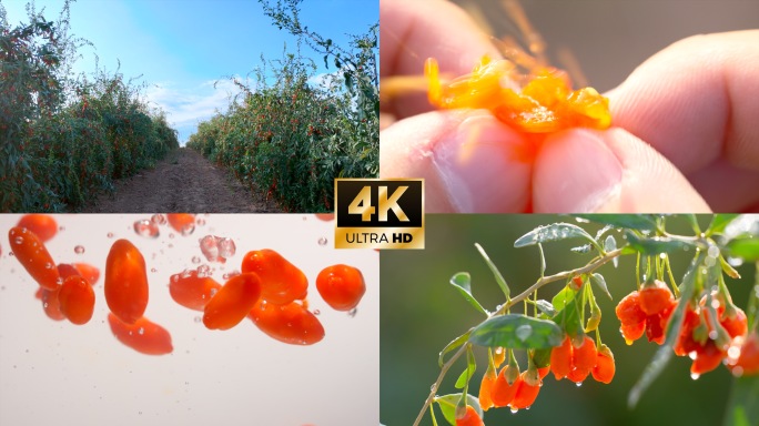 宁夏枸杞唯美生长空镜 枸杞落水 爆浆