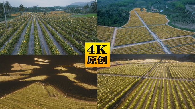 海南夜晚的火龙果园种植园航拍2
