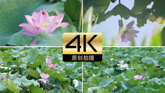 夏天荷叶荷花微风蜜蜂采蜜荷塘倒影