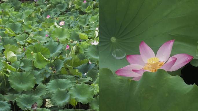杭州西湖荷花竖屏