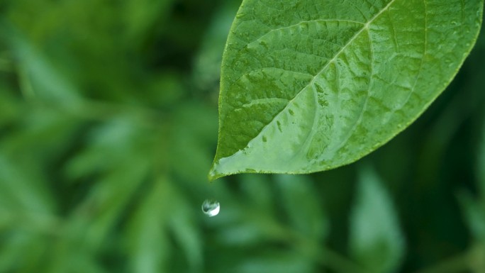 绿叶水滴的清新瞬间