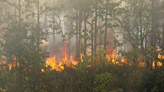气候变化、野火释放二氧化碳（CO2）排放和其他温室气体（GHG），这些都助长了气候变化和全球变暖。