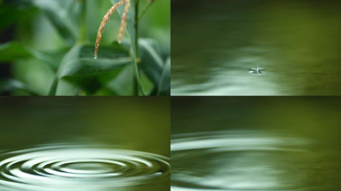 水滴露珠一滴水树叶滴水