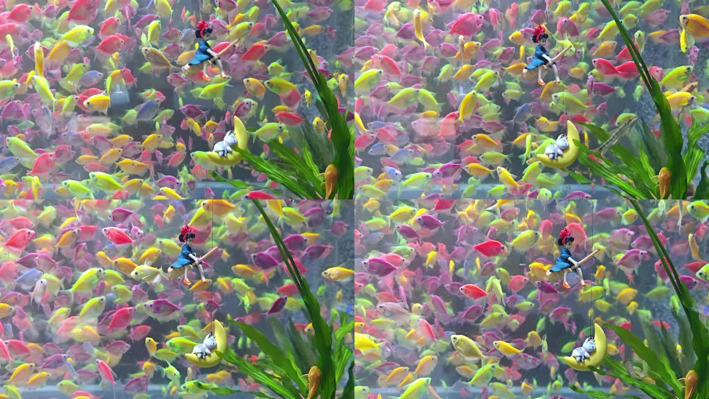 水族箱里的童话世界