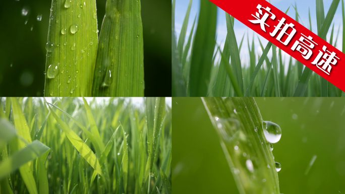 绿色自然希望露珠植物水珠雨露雨水露水生命