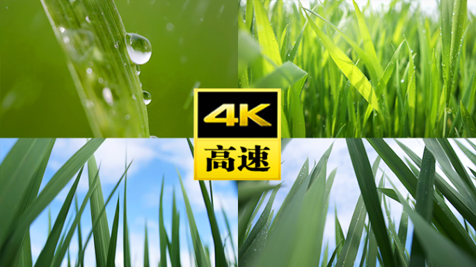 绿色自然希望露珠植物水珠雨露雨水露水生命