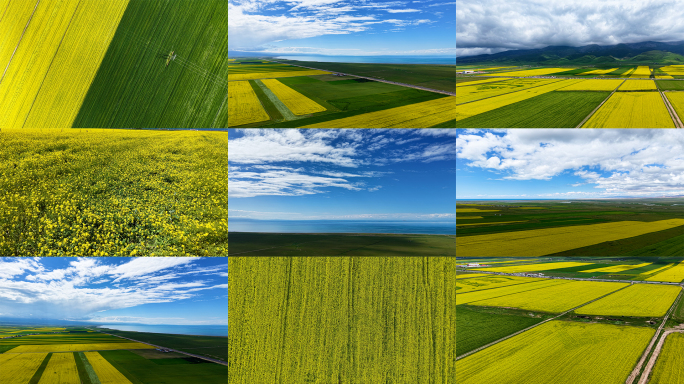 青海湖油菜花青甘大环线