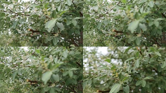 沙枣花