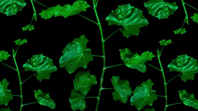 绿色植物随机运动的二维无缝动画视频