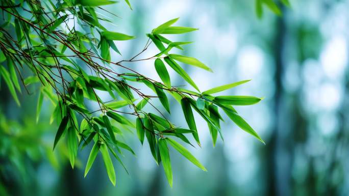 竹林竹海竹子禅意竹林与茶道