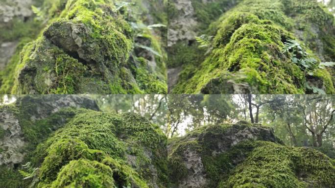 青苔 苔藓覆盖的石头 特写