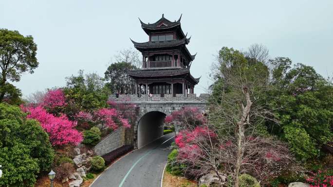 岳阳洞庭湖小镇梅花