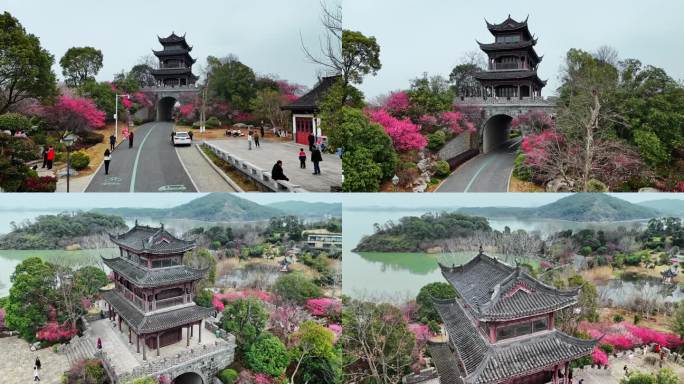 岳阳洞庭湖小镇梅花