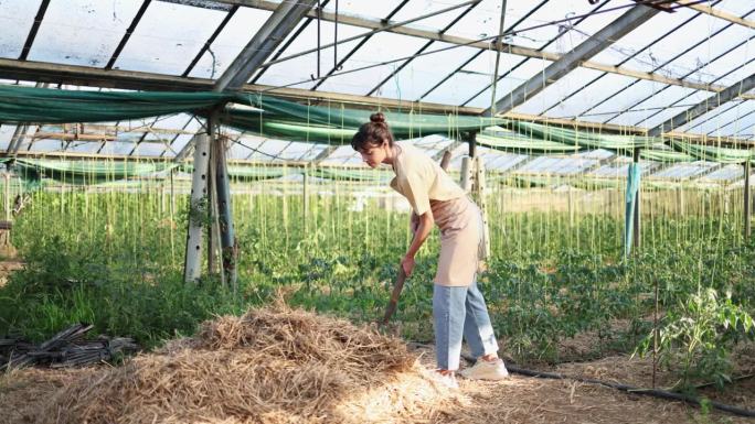 农民在温室中缓慢撒播干草。