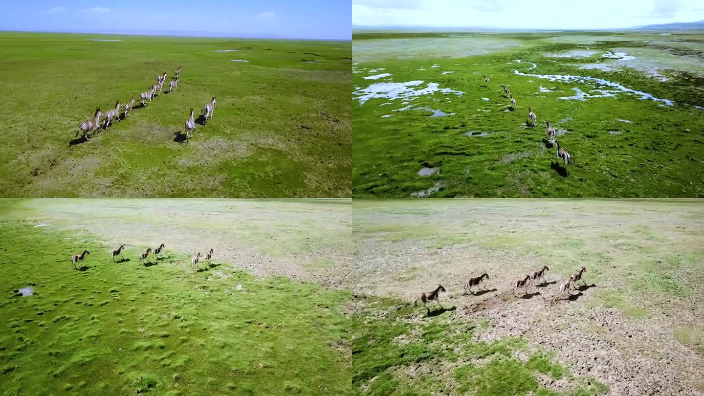 青海可可西里藏野驴
